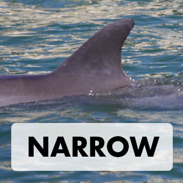 Narrow Dorsal Fin