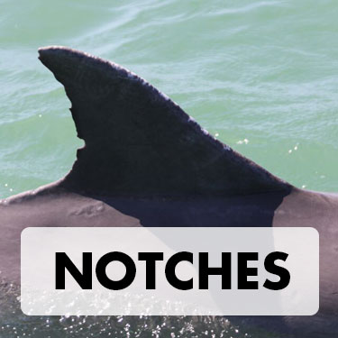 Notches Dorsal Fin