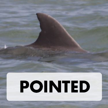Pointed Dorsal Fin