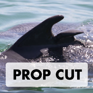 Prop Cut Dorsal Fin