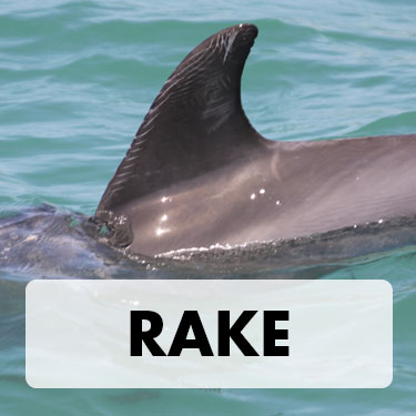 Rake Dorsal Fin