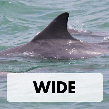 Wide Dorsal Fin