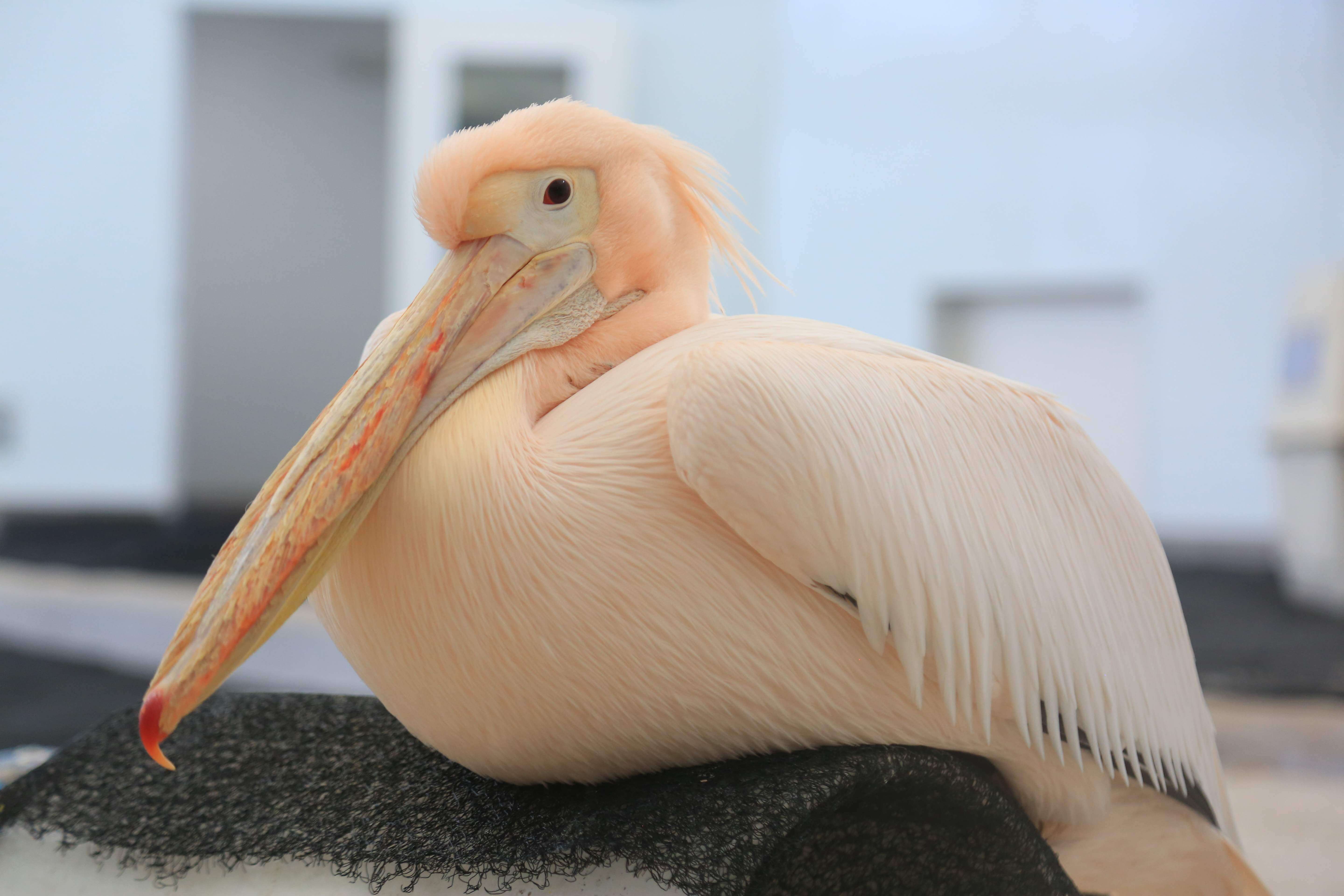 Pelican Facts Quiz Clearwater Marine Aquarium